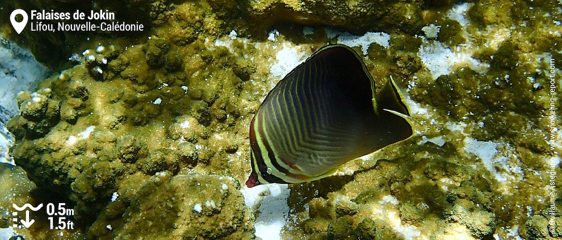 Poisson-papillon baron à Lifou