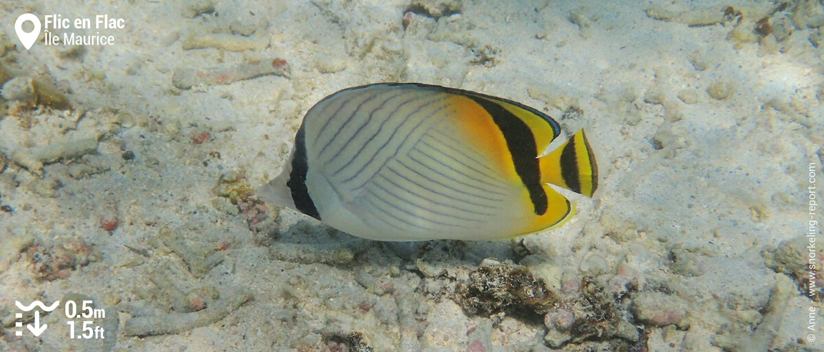 Poisson-papillon vagabond à Flic en Flac