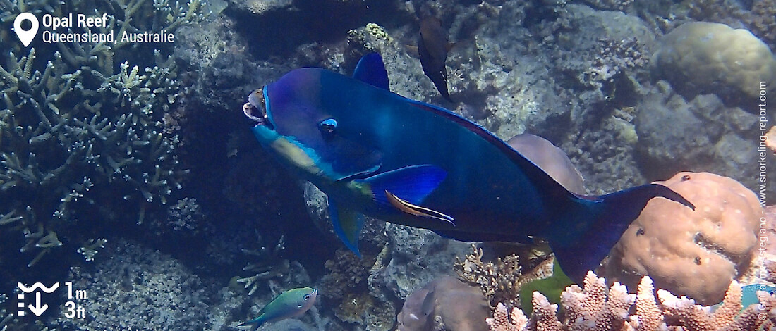 Poisson-perroquet à profil tronqué à Opal Reef