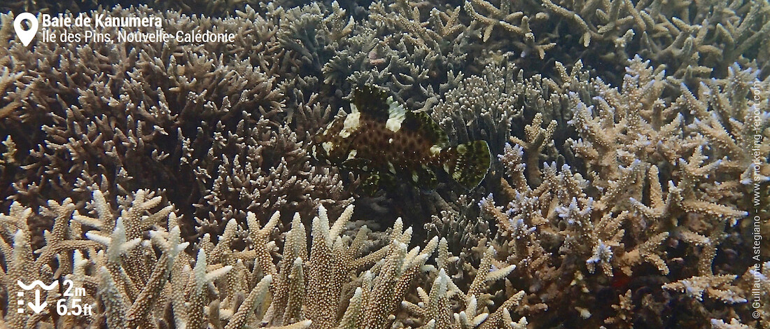Mérou haute voile dans la Baie de Kanumera