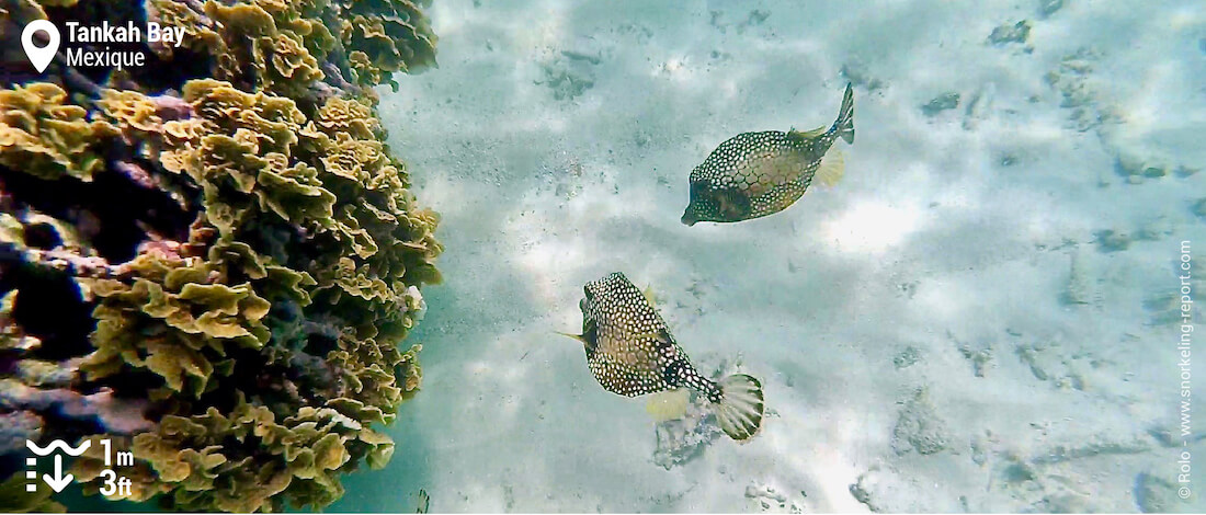 Poissons-coffres noirs et blancs à Tankah Bay