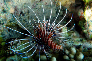 Pterois antennata