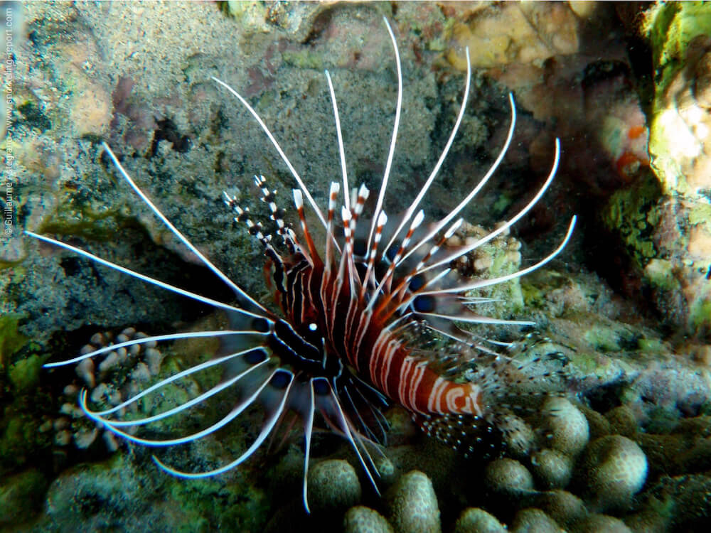 Pterois antennata