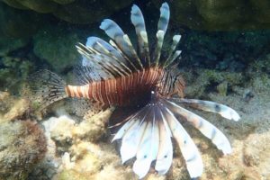 Pterois miles