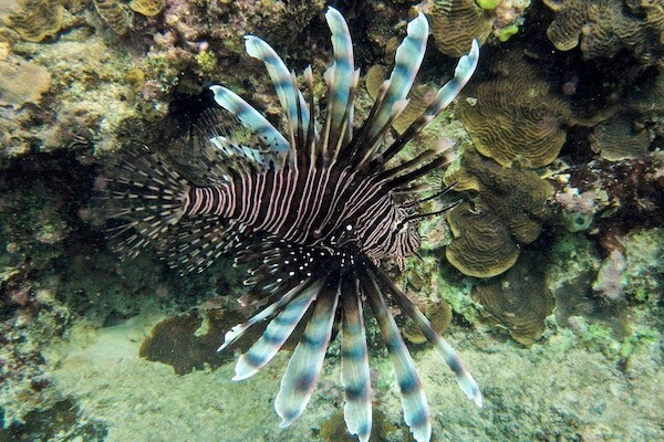 Pterois volitans