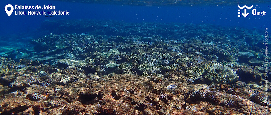 Récif corallien aux Falaises de Lifou