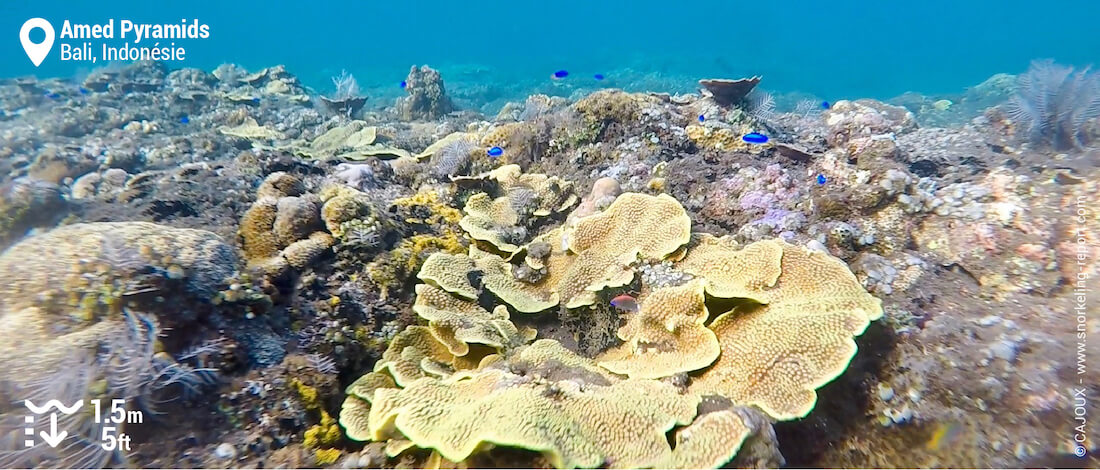 Récif corallien sur le spot des Pyramides à Amed