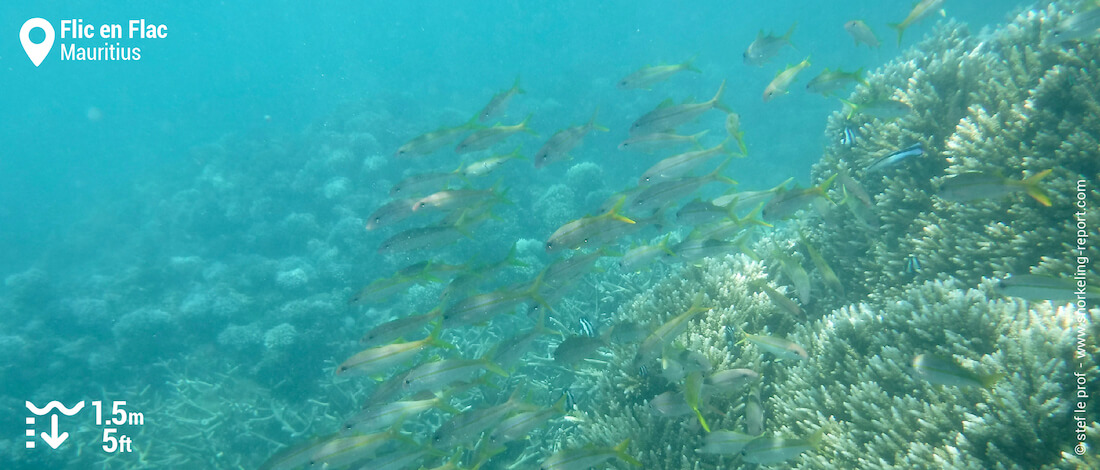 School of goatfish at Flic en Flac