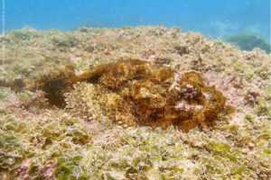 Scorpaena mystes
