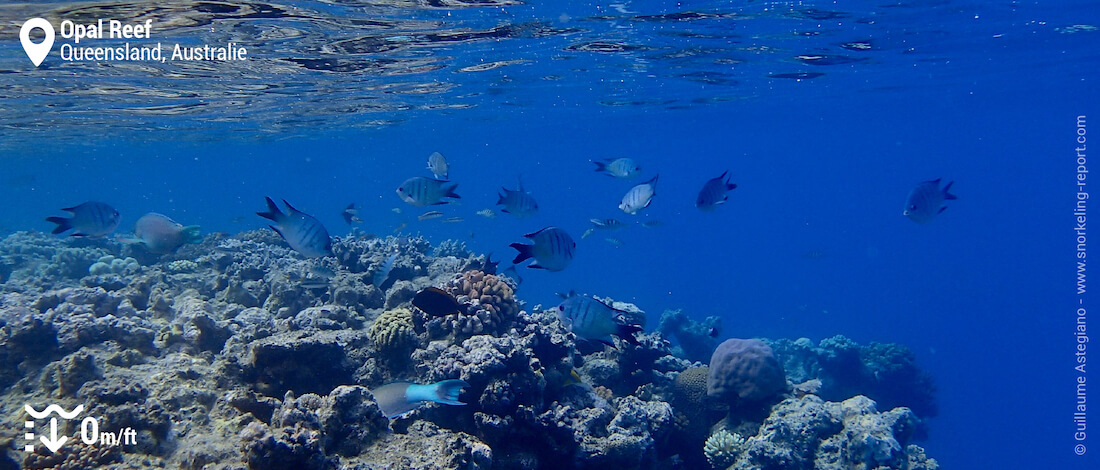 Sergents majors de Whitley sur le tombant d'Opal Reef