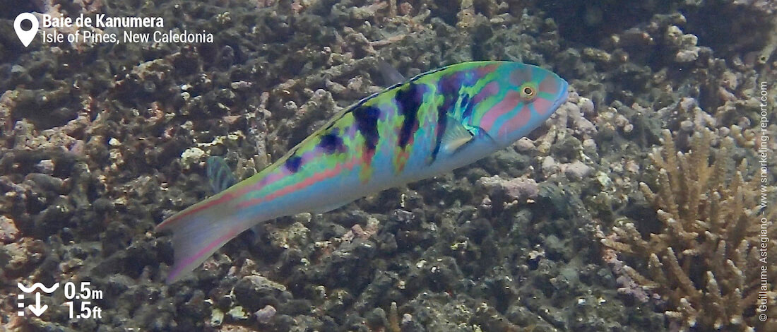 Sixbar wrasse at Kanumera Bay