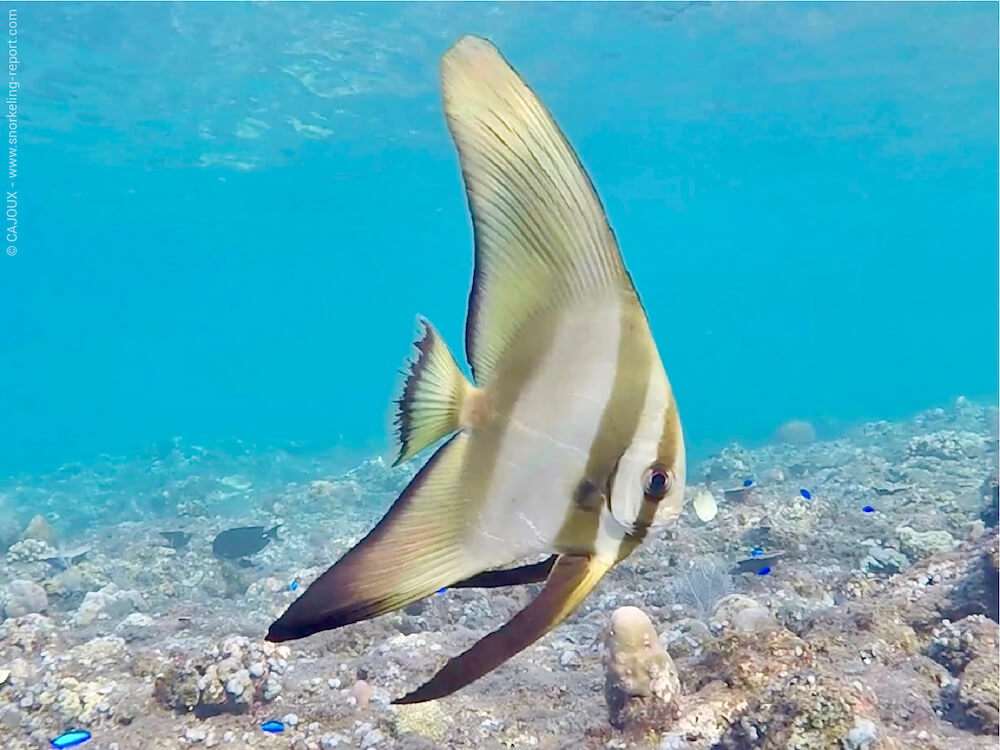 Snorkeling Sur Le Spot D Amed Pyramids Snorkeling A Bali