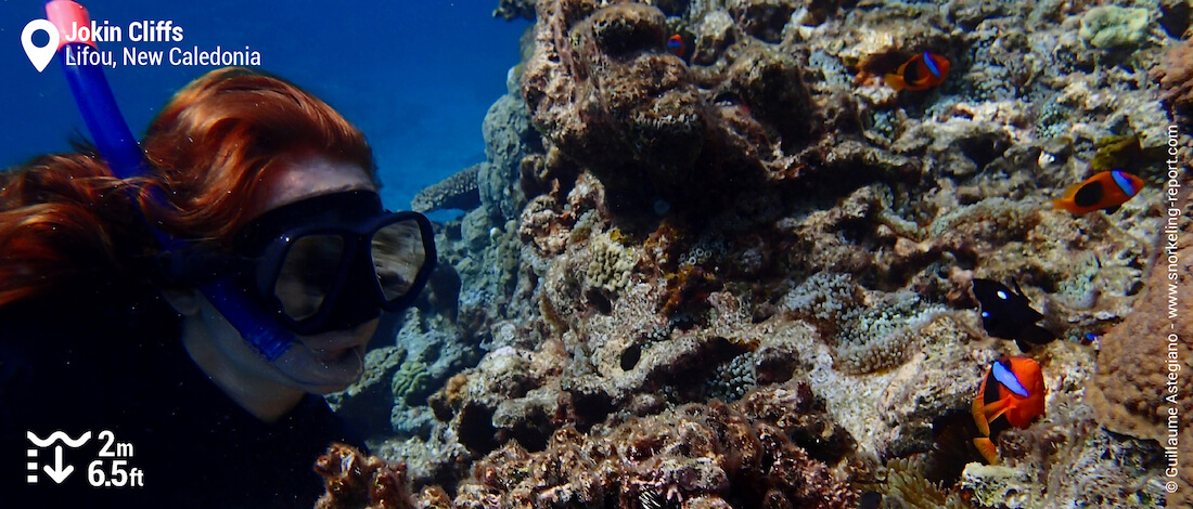 Snorkeling with fire clownfish at Jokin Cliffs