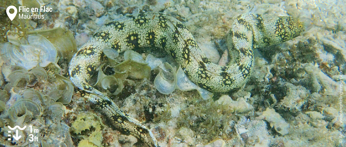 Snowflake moray eel in Mauritius