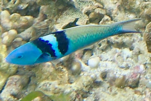 Thalassoma bifasciatum