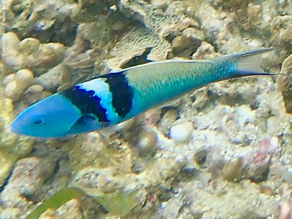 Thalassoma bifasciatum