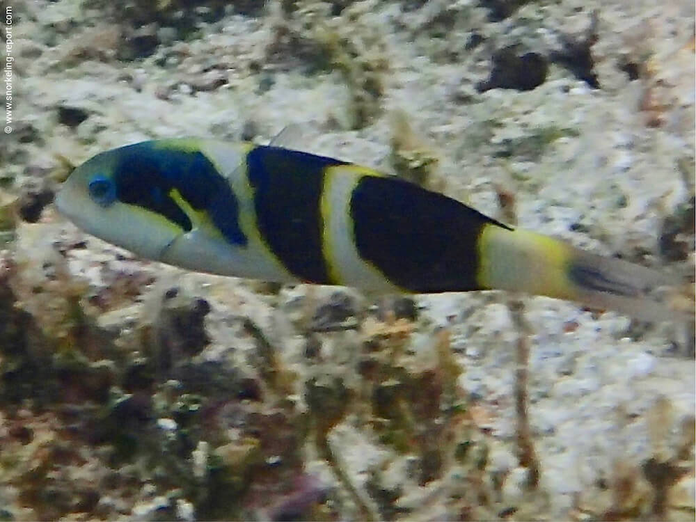 Thalassoma jansenii