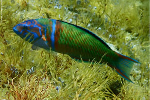 Thalassoma pavo