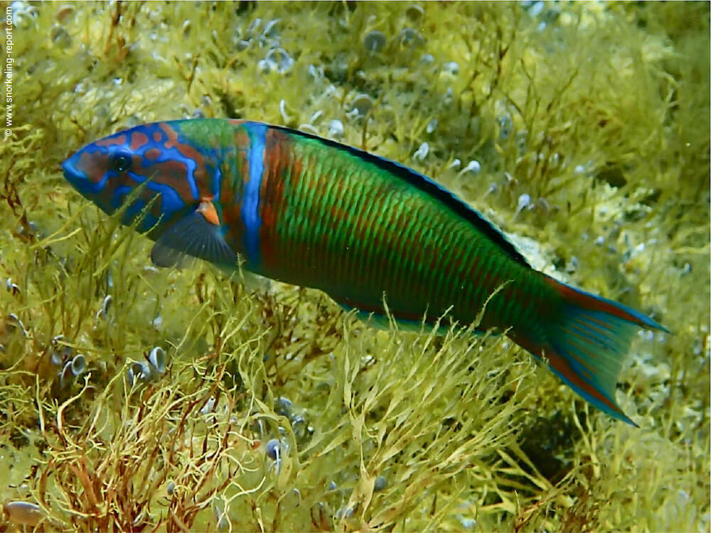 Thalassoma pavo