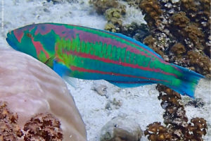 Thalassoma purpureum