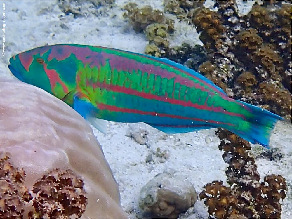 Thalassoma purpureum