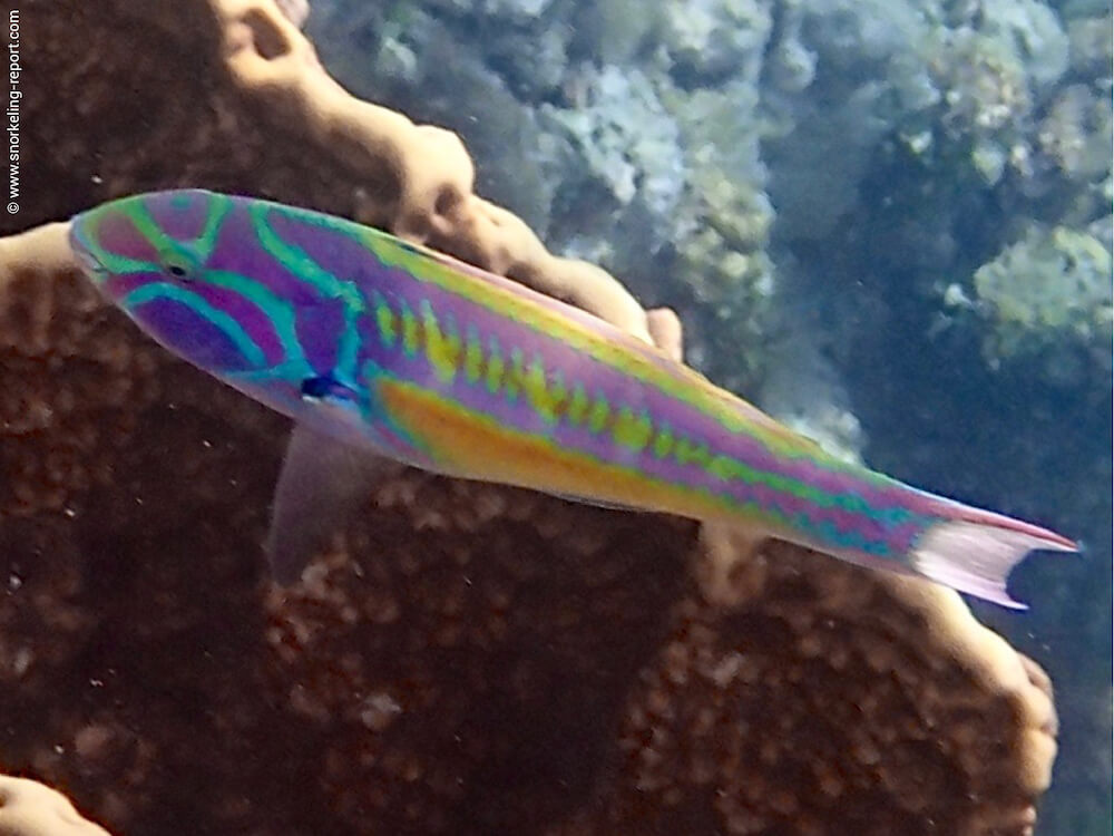 Thalassoma quinquevittatum