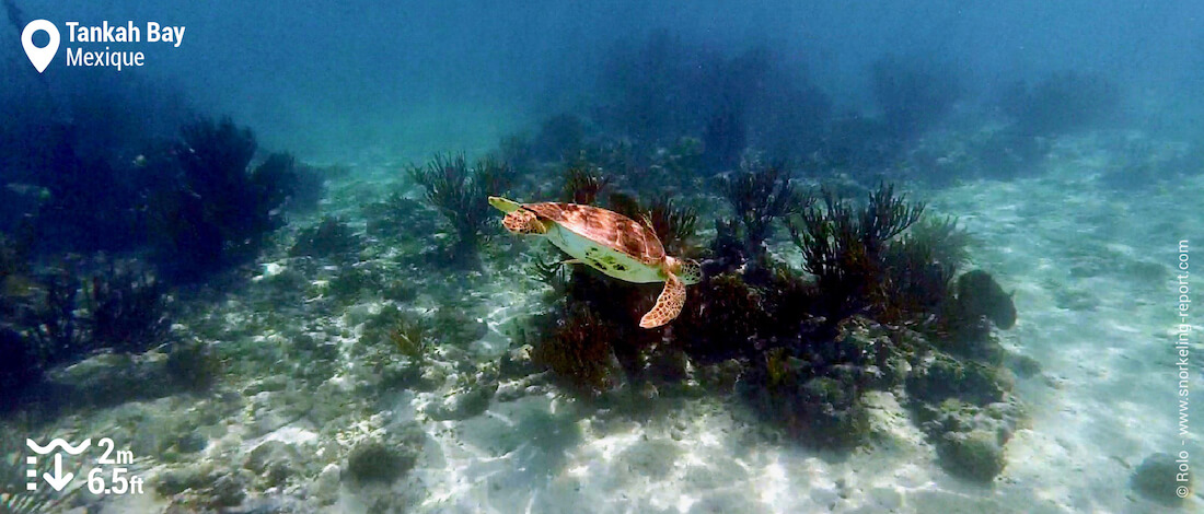 Snorkeling avec une tortue verte à Tankah Bay