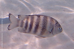 Abudefduf septemfasciatus