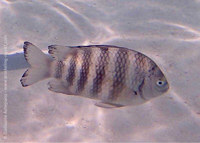 Abudefduf septemfasciatus