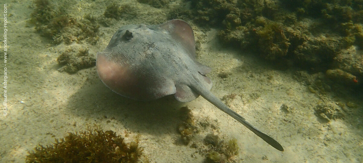 Australian common stingray