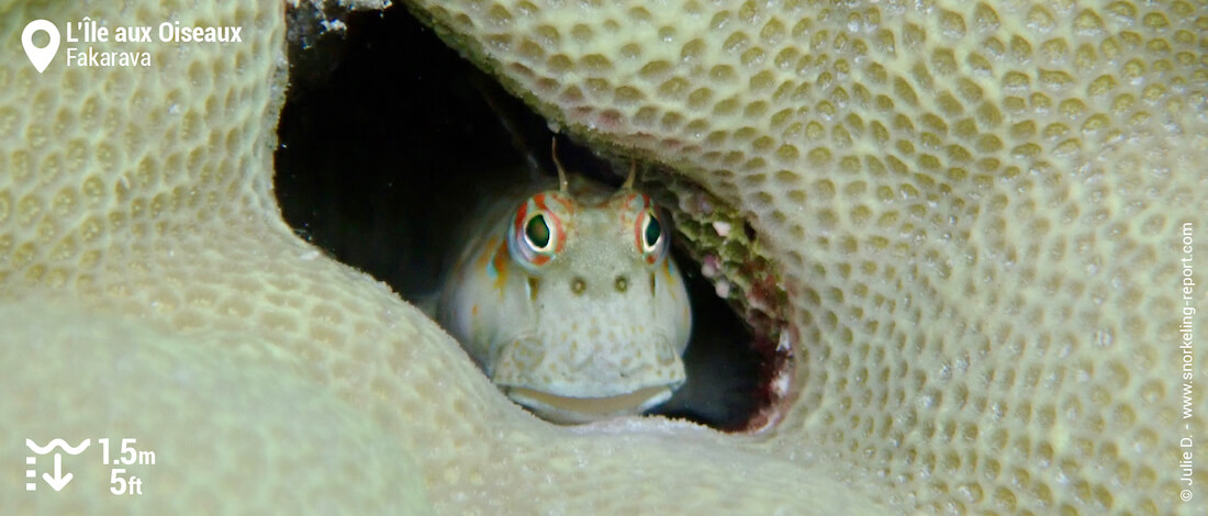 Blenny at Bird Island