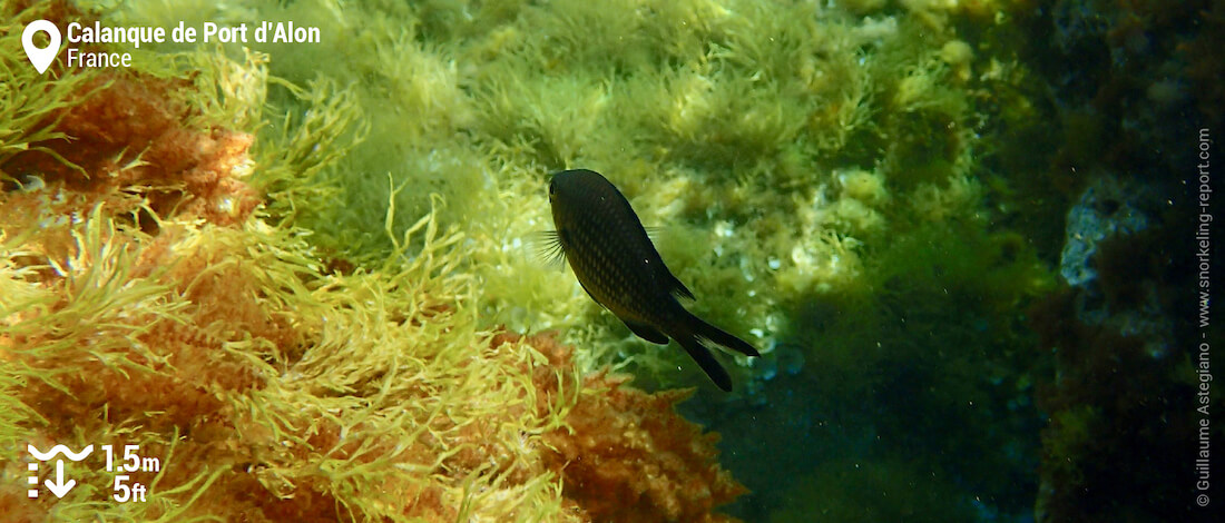 Castagnole noire à la Calanque de Port d'Alon