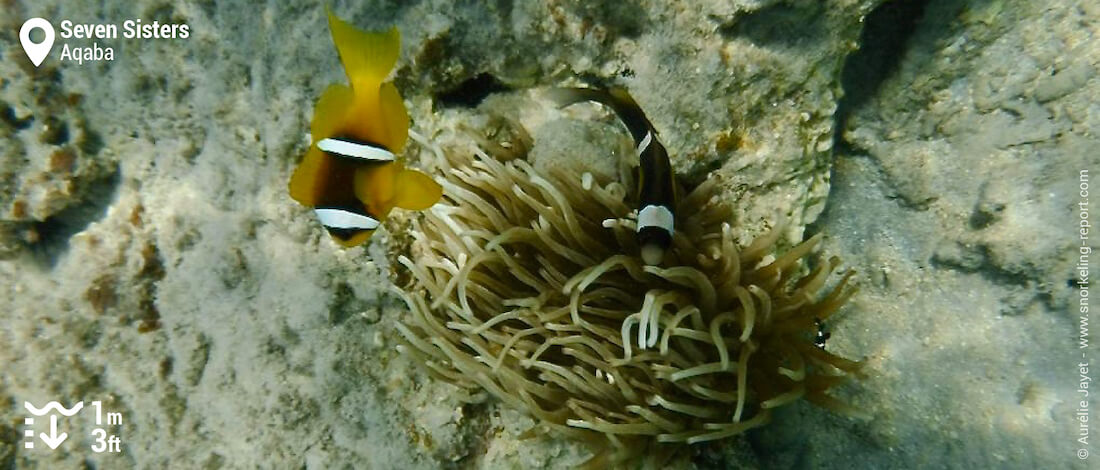 Red Sea anemonefish at Seven Sisters reef