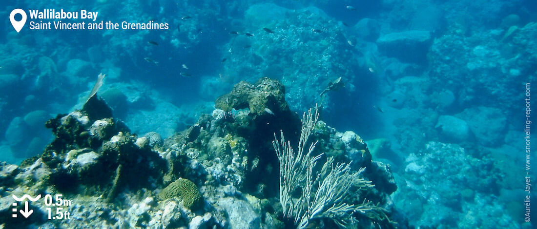 Coral reef snorkeling Wallilabou Bay