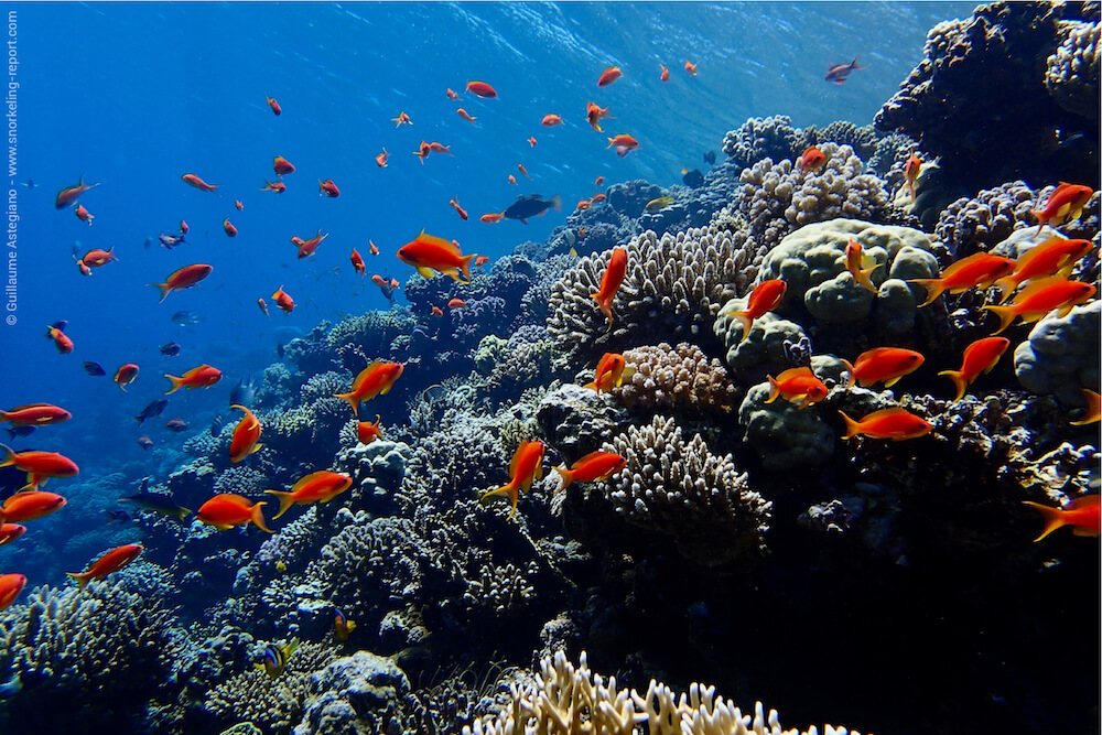 Coral reef underwater photography