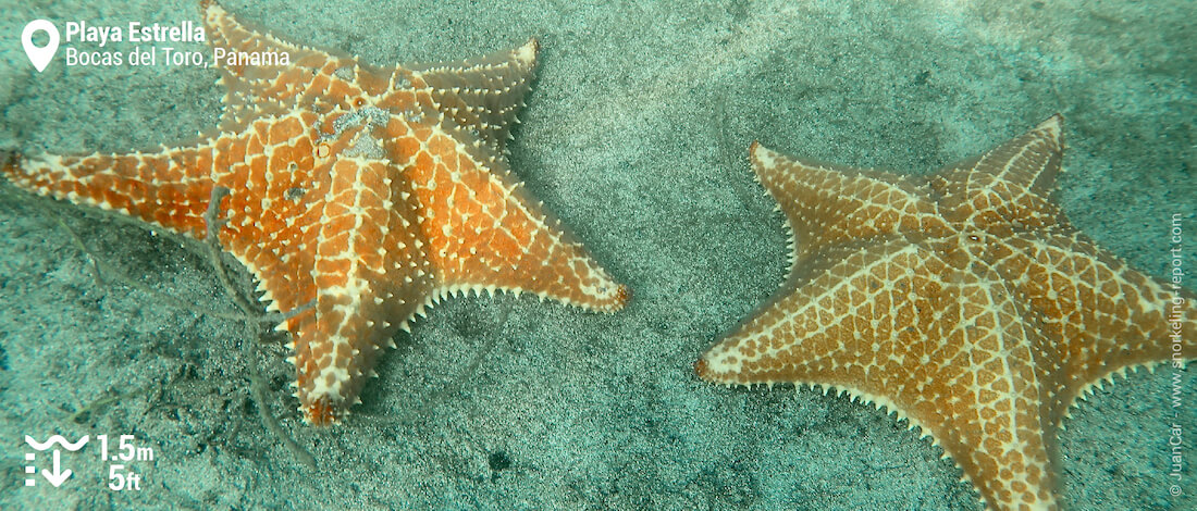 Cushion sea stars at Playa Estrella