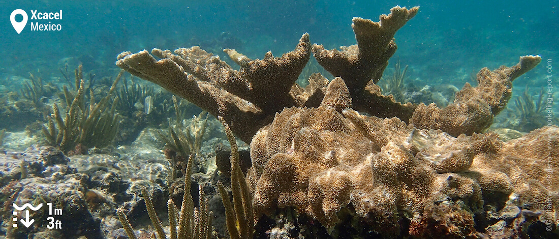 Elkhorn coral at Xcacel