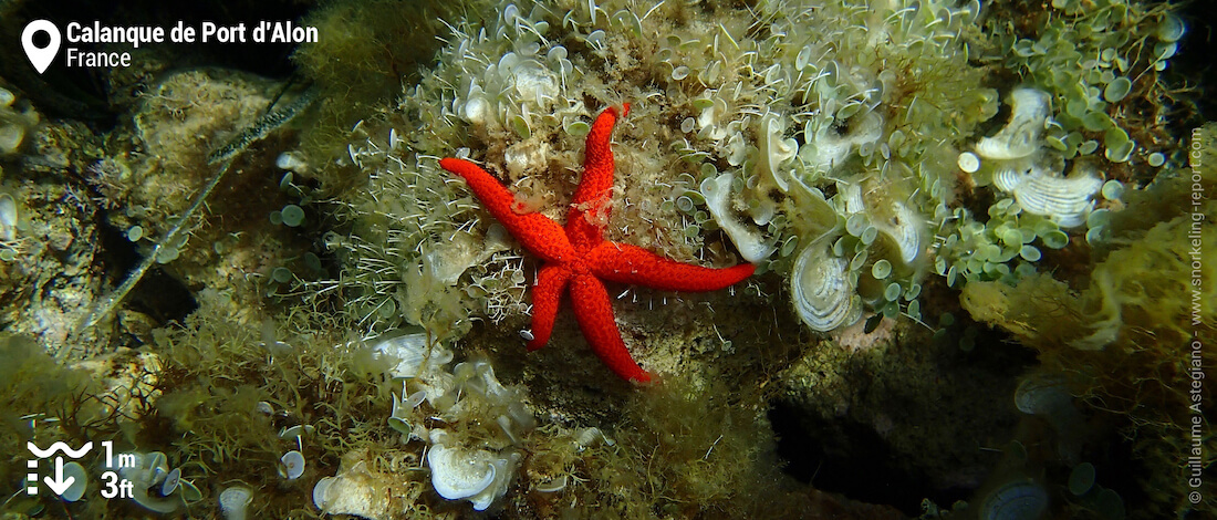 Red starfish at Calanque de Port d'Alon