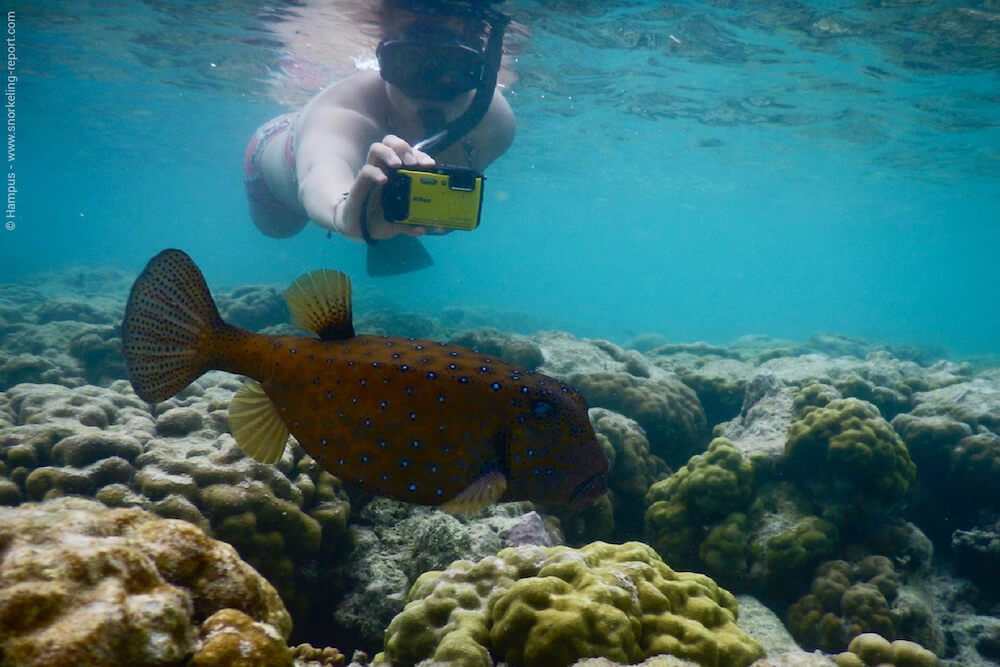 Comment faire de belles images sous l'eau avec votre go pro ? 