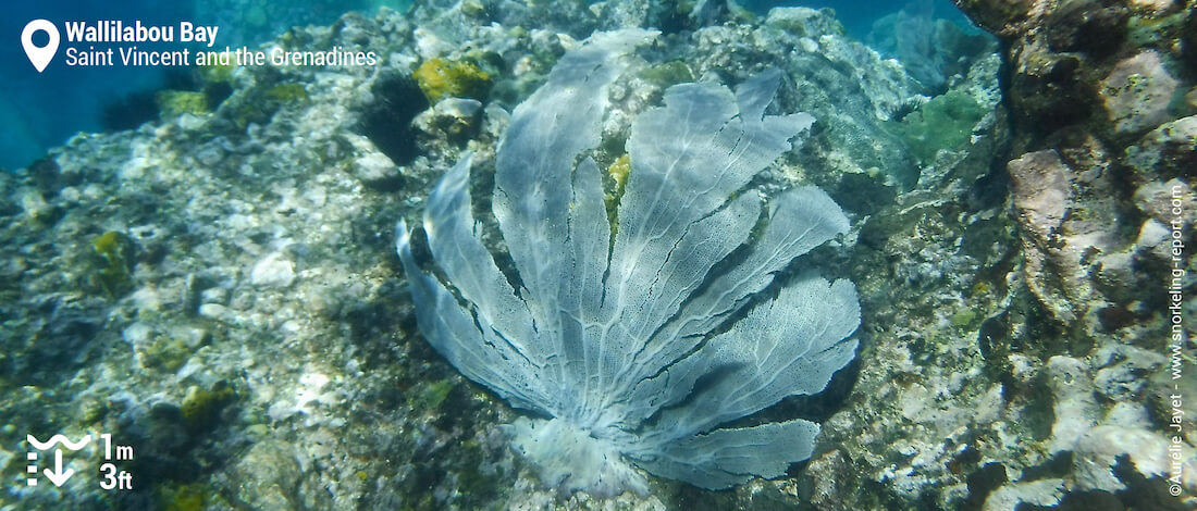 Gorgonian and sea fan at Wallilabou Bay