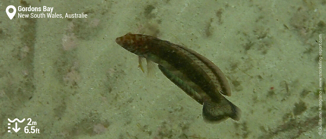 Labre peau de serpent à Gordons Bay