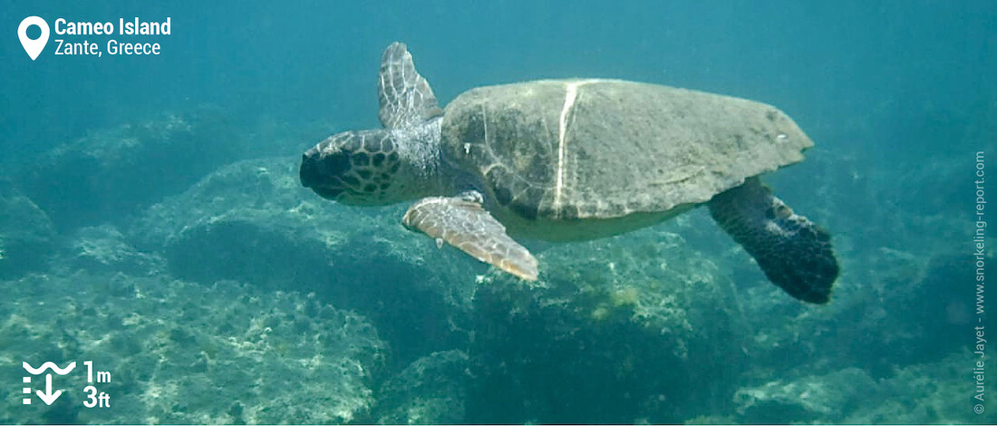 Snorkeling with loggerhead sea turtles at Cameo Island