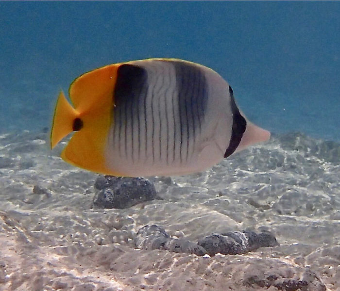 Lagon Bleu de Fakarava