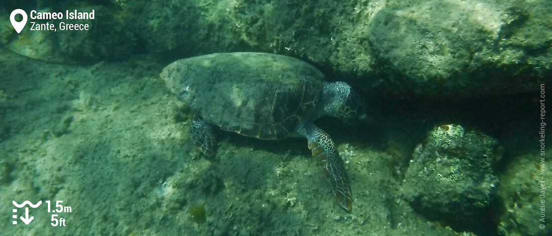 Loggerhead sea turtle at Laganas Beach