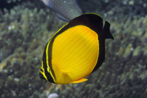 Chaetodon melapterus