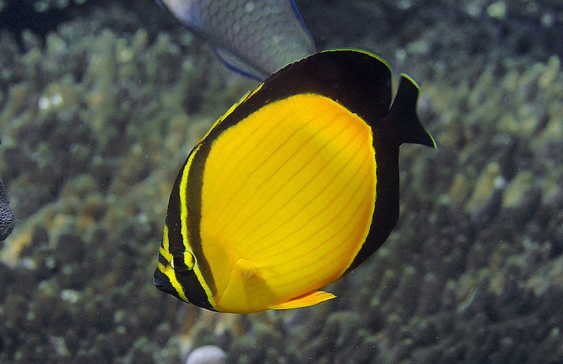 Chaetodon melapterus