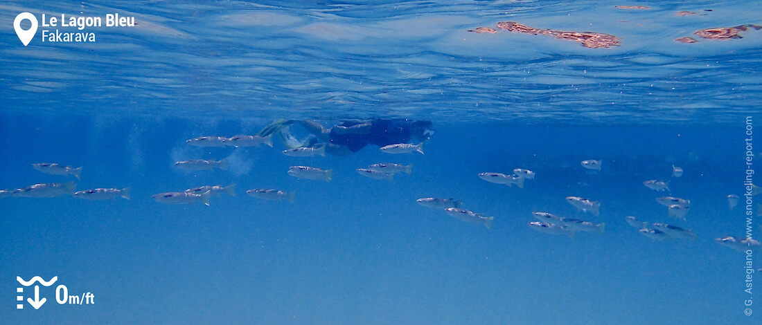 Snorkeleur dans le Lagon Bleu de Fakarava