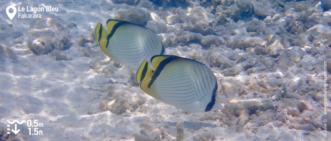 Couple de poissons-papillons vagabonds à Fakarava