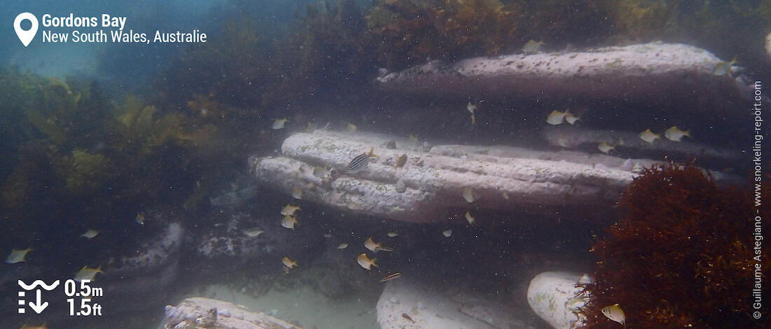 Mados et pomfreds à Gordons Bay