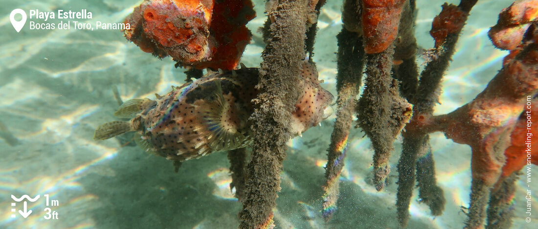 Un poisson porc-épic caché entre des racines de mangrove